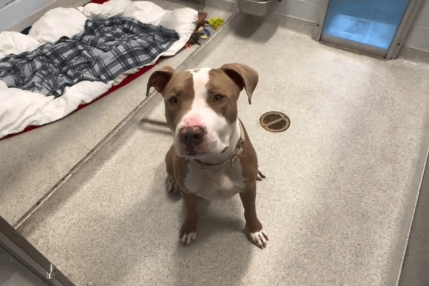 Woman's Face 'Savagely Mauled' by Pit Bull As She Volunteered in