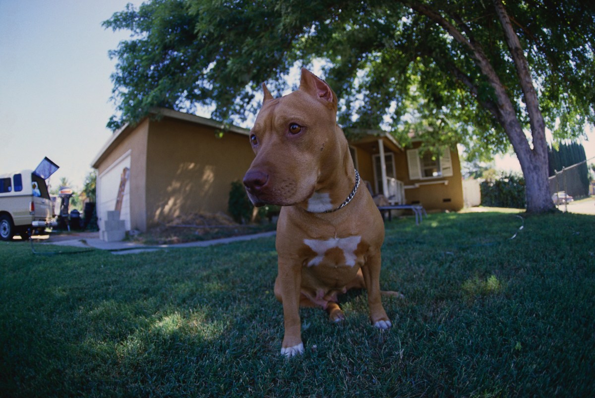 Dog Shoots Owner In Bed - Newsweek
