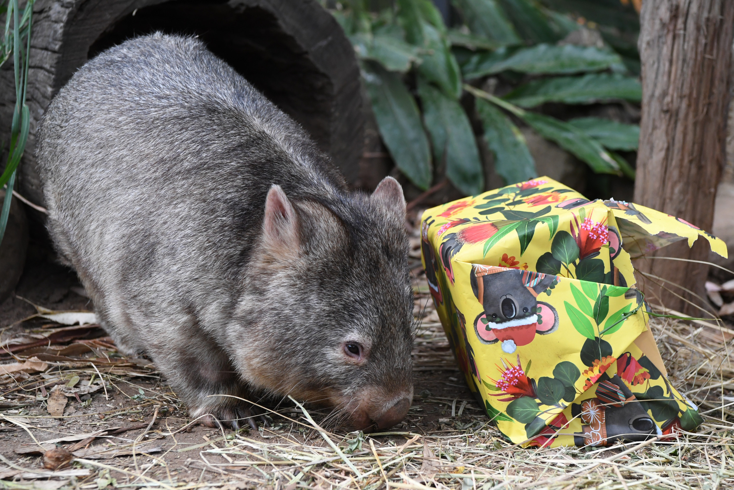 Who Is Sam Jones? US Influencer Could Face Deportation Over Wombat