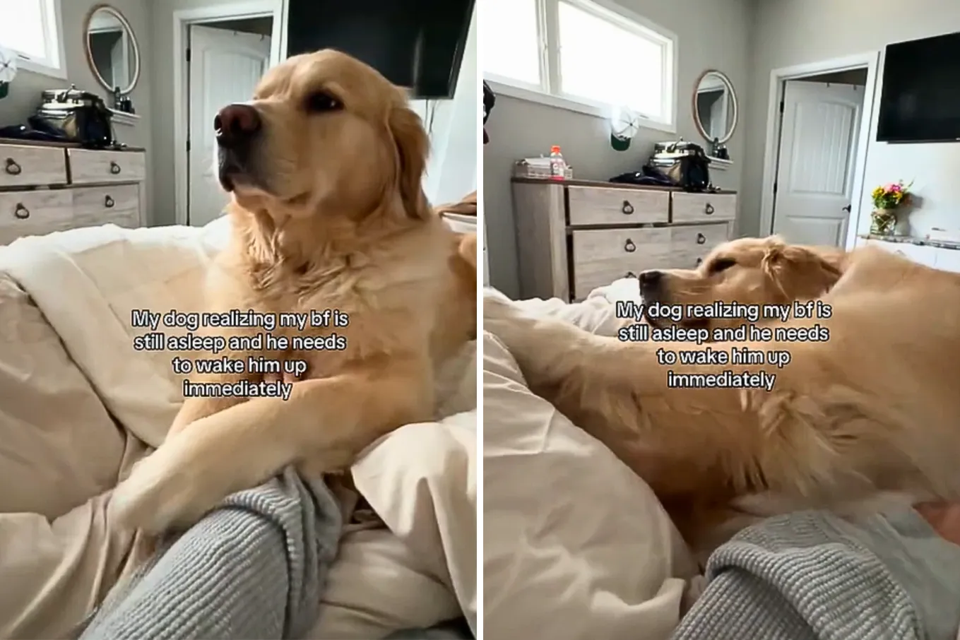 Golden Retriever Determined to Wake Up Owner’s Boyfriend Delights ...