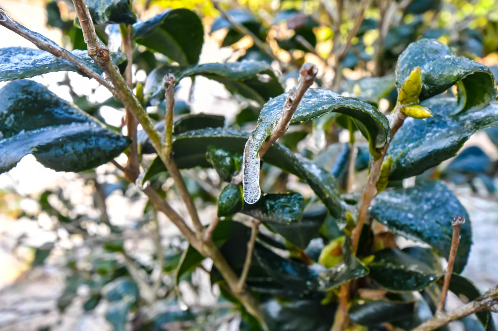 Freeze Warning Issued in 3 Southern States as Temperatures Plunge ...