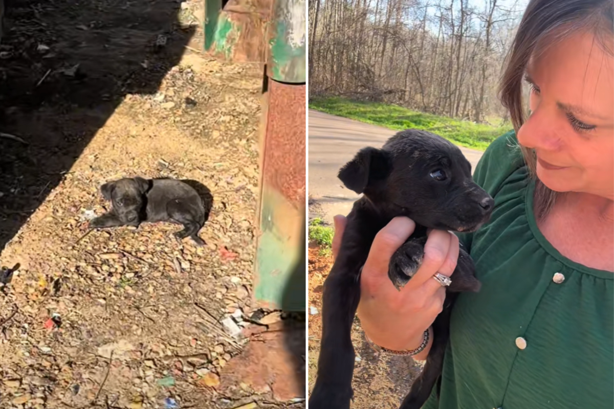 Moment Woman Finds ‘Helpless’ 6-Week-Old Puppy Abandoned Near Dumpster ...