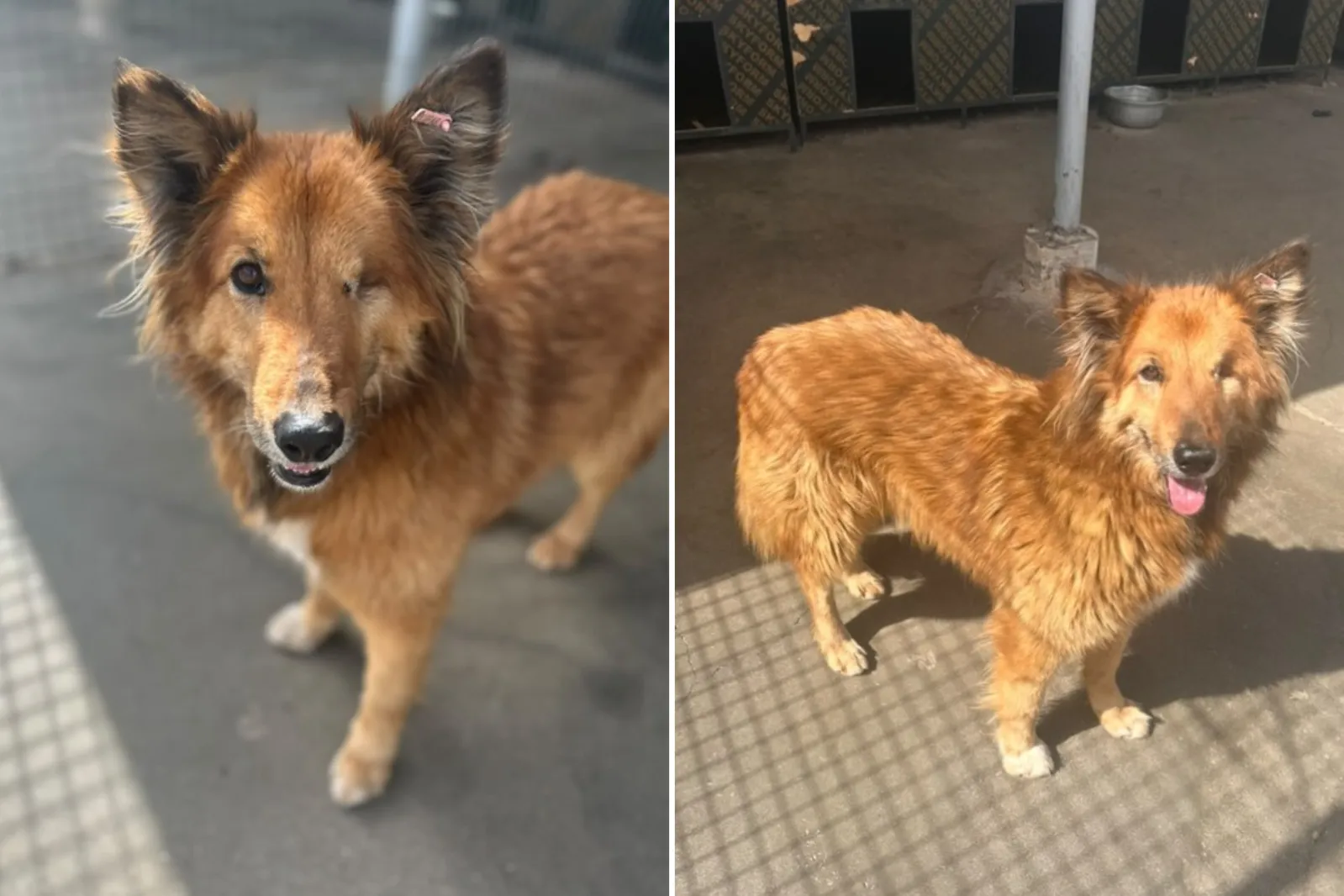 Woman Bonds With 'Aggressive' Shelter Dog Who Spent Years Inside a