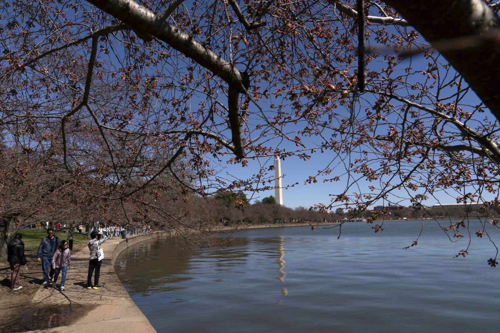 Where to See Cherry Blossoms Across the US This Spring - Newsweek, image size:1600x1066