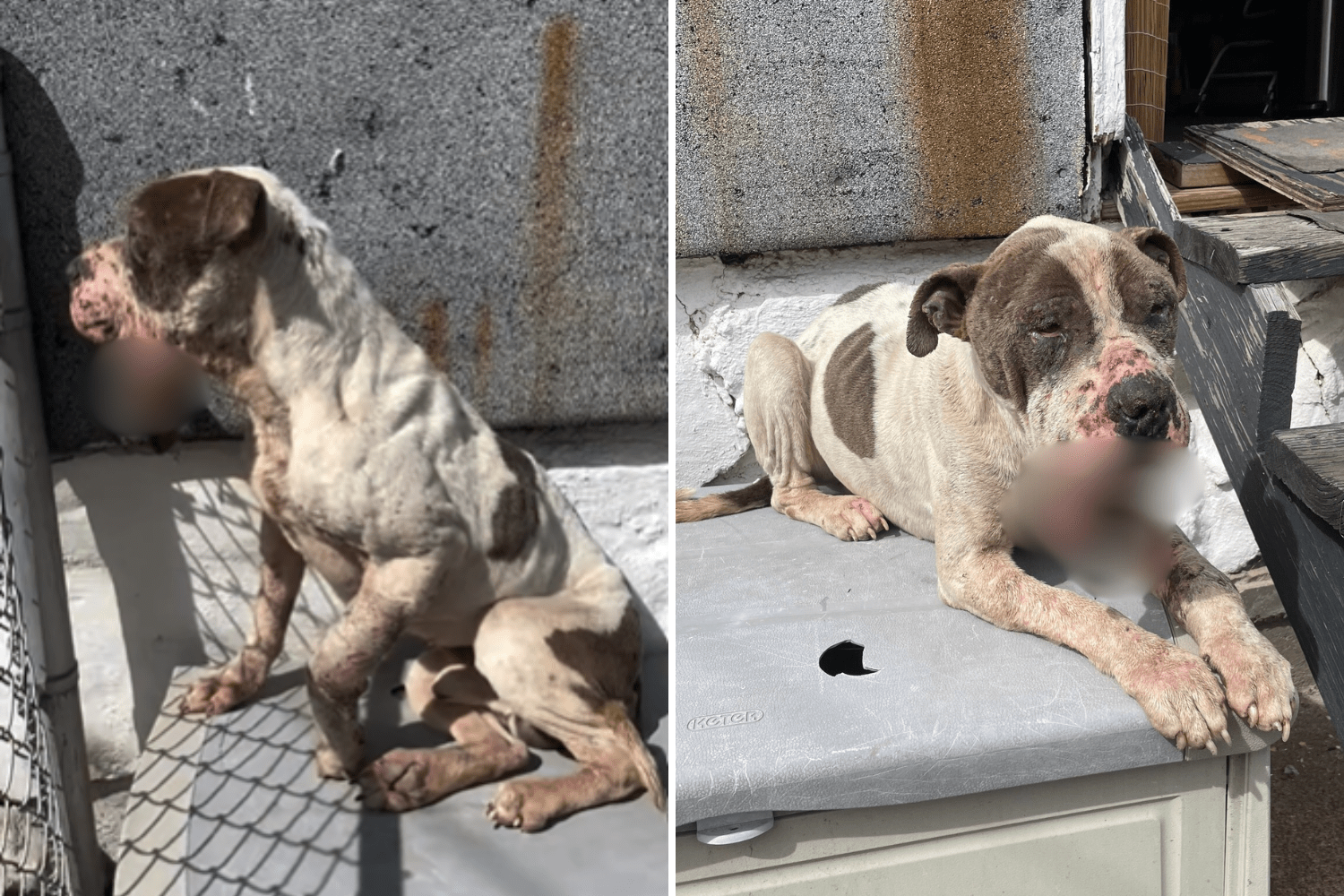 Fury As Dog With Severe Facial Injuries Abandoned, Tied Up Next to
