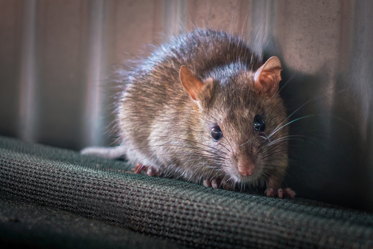 California’s Rat Problem Could Raise Costs for Homeowners - Newsweek