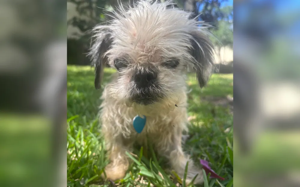 Blind and Deaf Senior Dog Found on Street, Microchip Reveals Shocking ...
