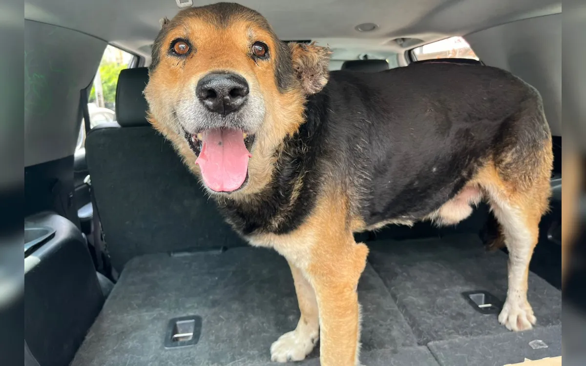 Dog Who Lost Leg to Gunfire Gets Second Chance 7,000 Miles Away in ...