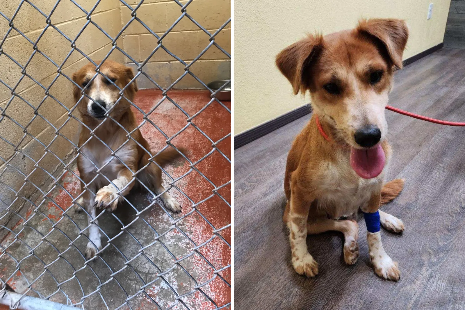 What a Pet Nutrition Coach Feeds Her Dog