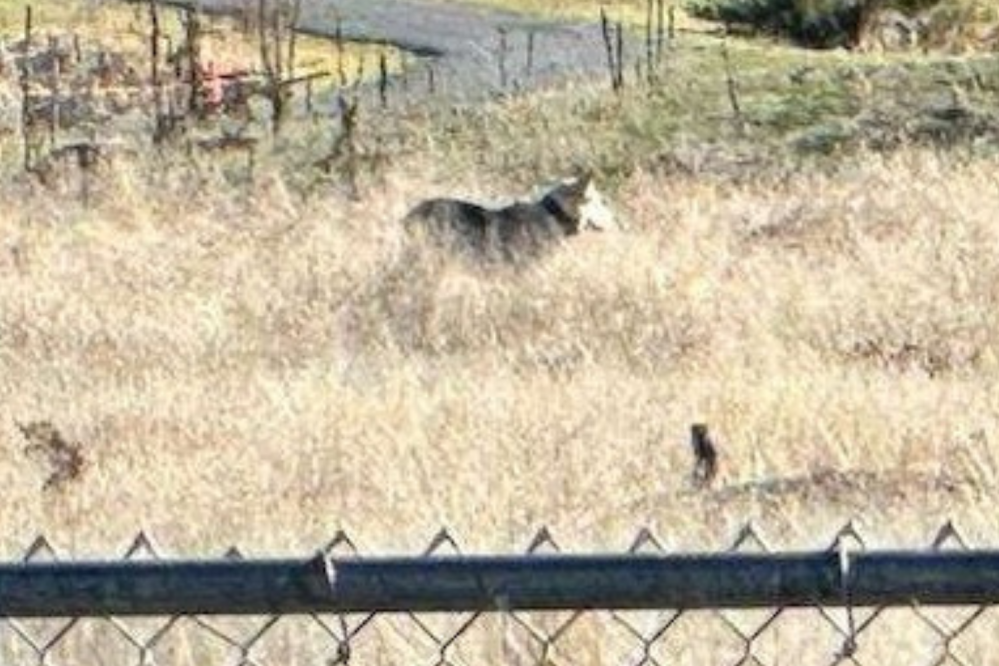 Warning As Wolf Seen by School—Mystery Deepens As Experts Notice Its Collar