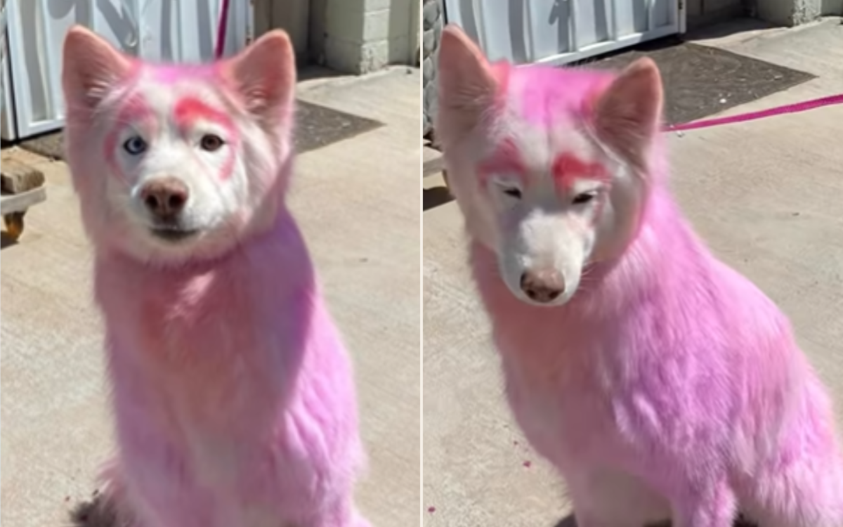 Senior Dog With Pink Fur Rescued, Heartbreak Over What Microchip