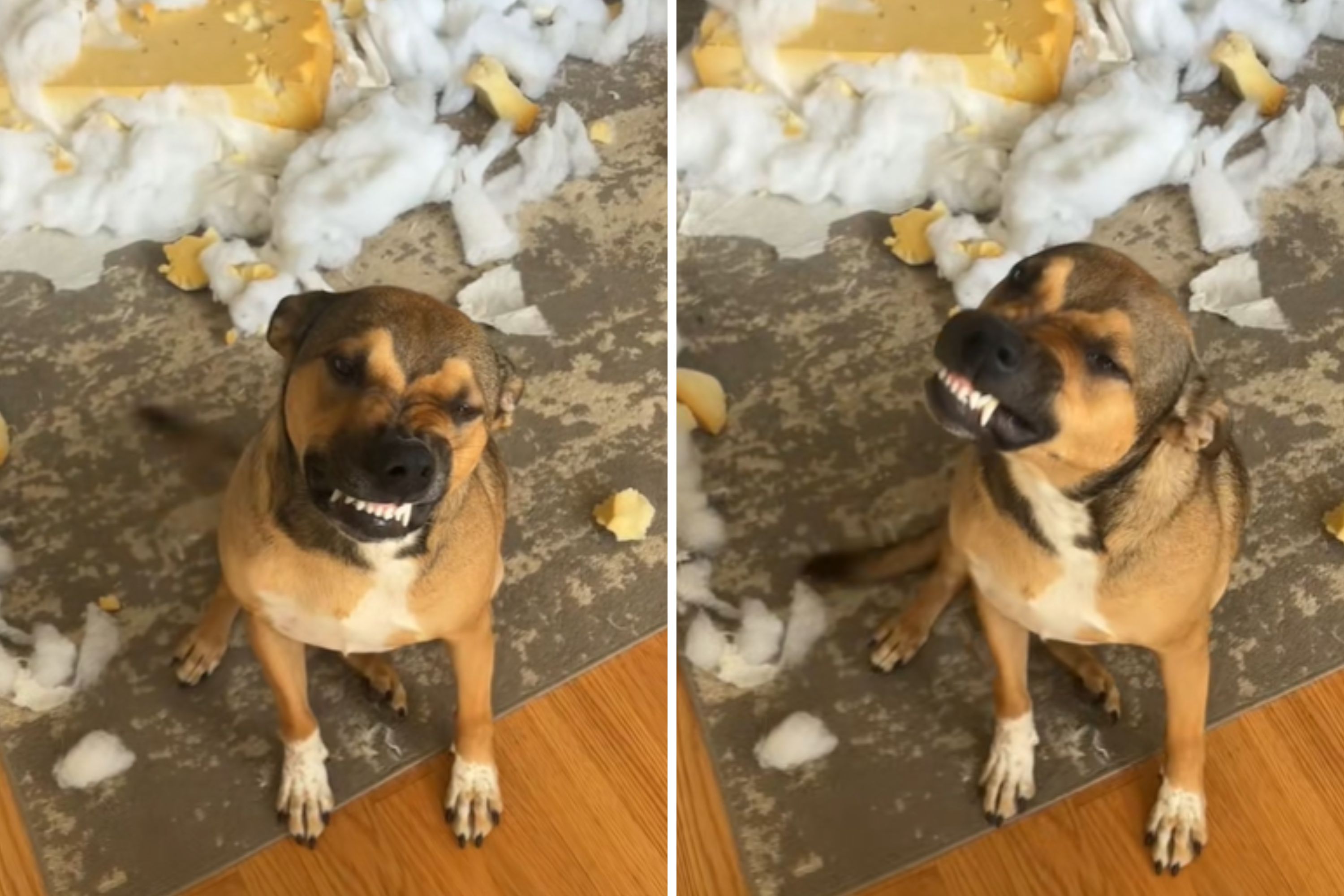 Owner Returns Home to Destroyed Couch, but Dog's Smile Denies