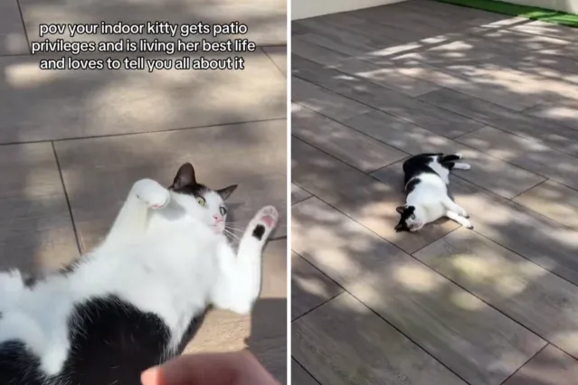 Indoor Cat Getting ‘Patio Privileges’ for First Time Goes Viral - Newsweek
