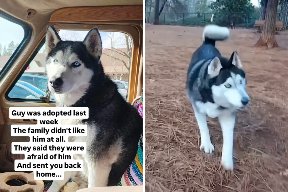 Husky Returned When Owners ‘Didn’t Like Him,’ Then Rescue Realizes Mistake