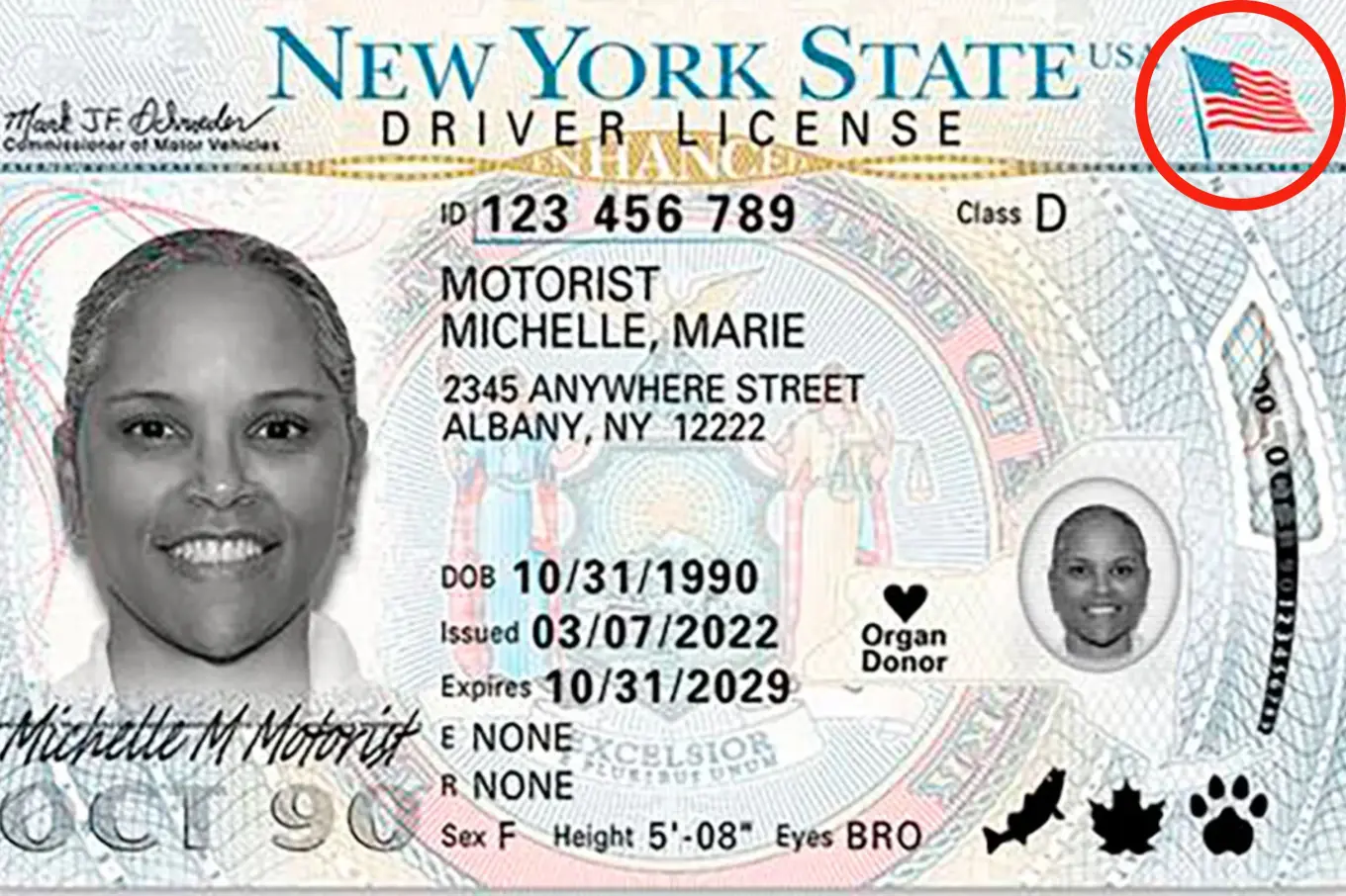 ENHANCED OR REAL ID visual data 3