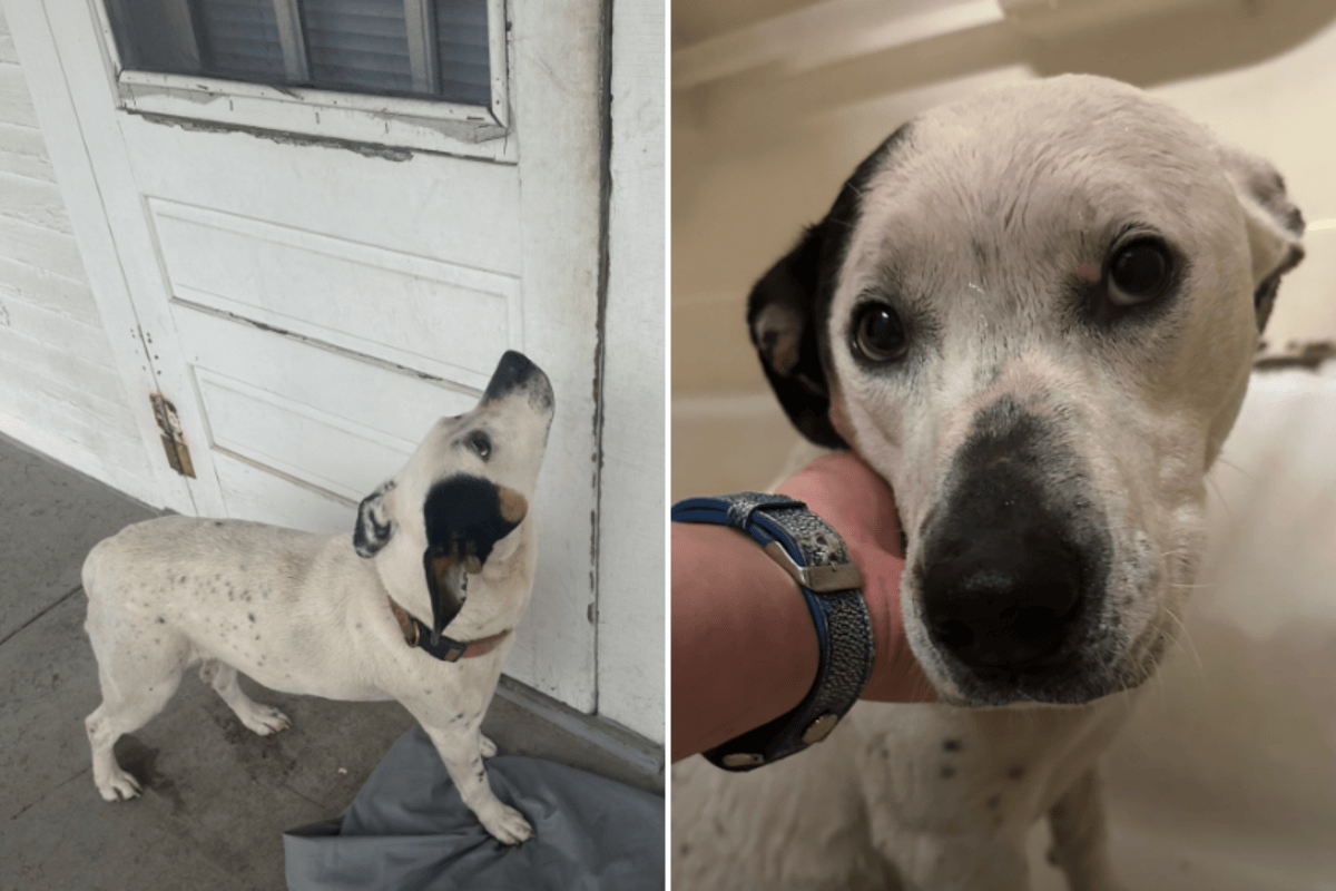 Tears Over Abandoned Dog Waiting Outside Home As Owners Left Her Behind ...