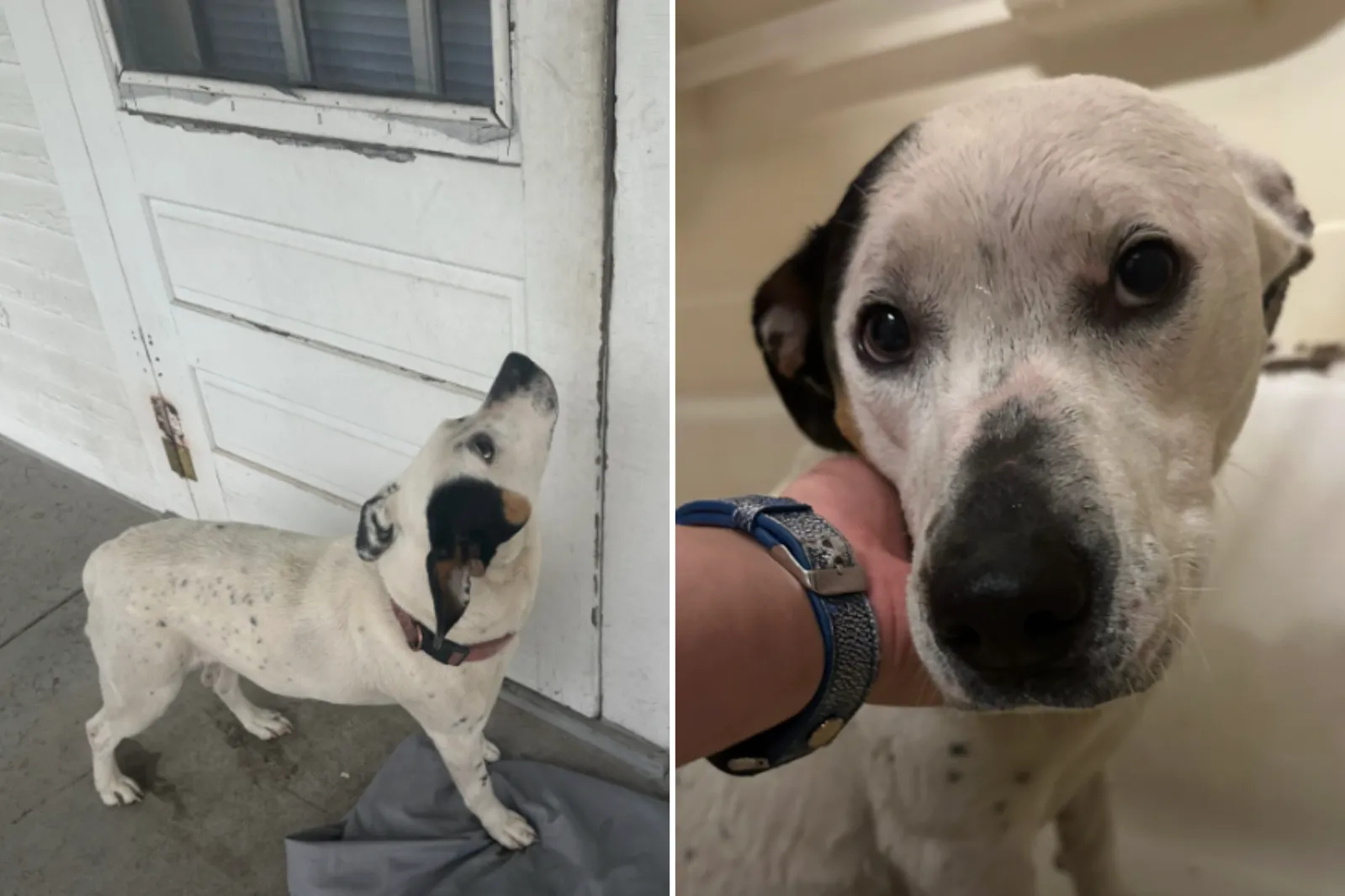 Tears Over Abandoned Dog Waiting Outside Home As Owners Left Her Behind ...