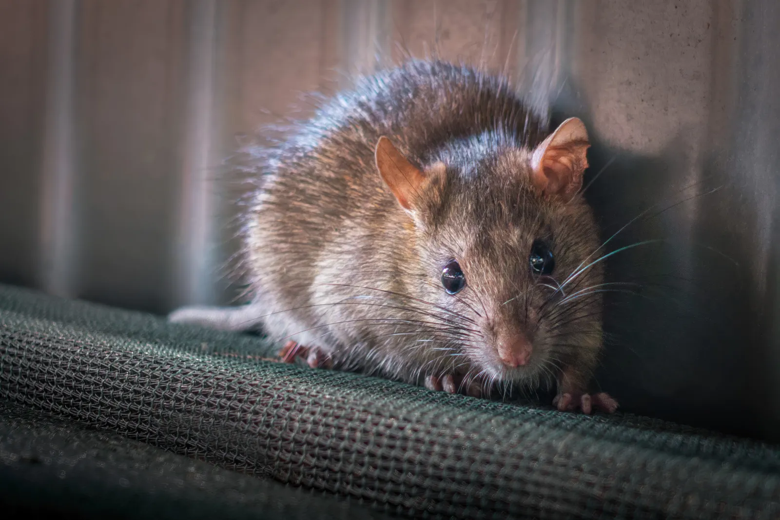 Resident Rats Horror as Resident Asks for Help After Spotting Something in Ceiling ...