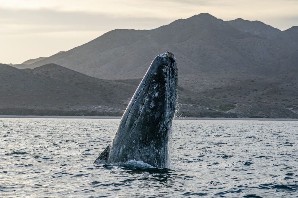 Cluster of Whale Deaths in California Raise Concerns: ‘Quite Unusual ...