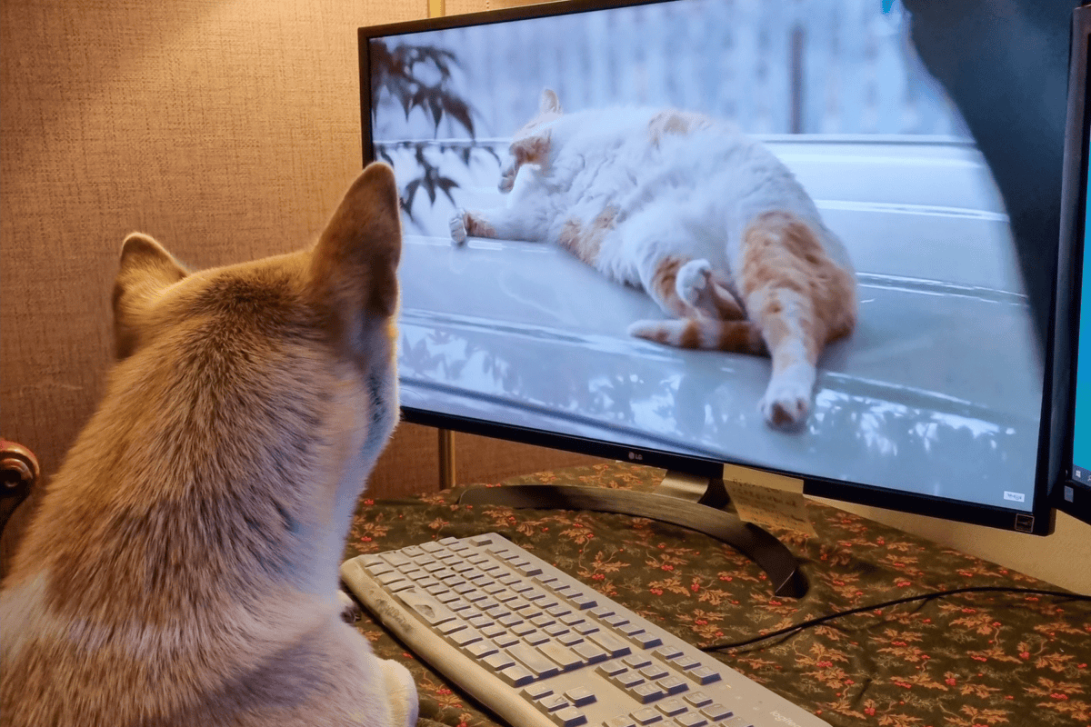 Glaring Computer Cat Cat Hates It When Owner Works on Computer, What He Does Next Melts ...