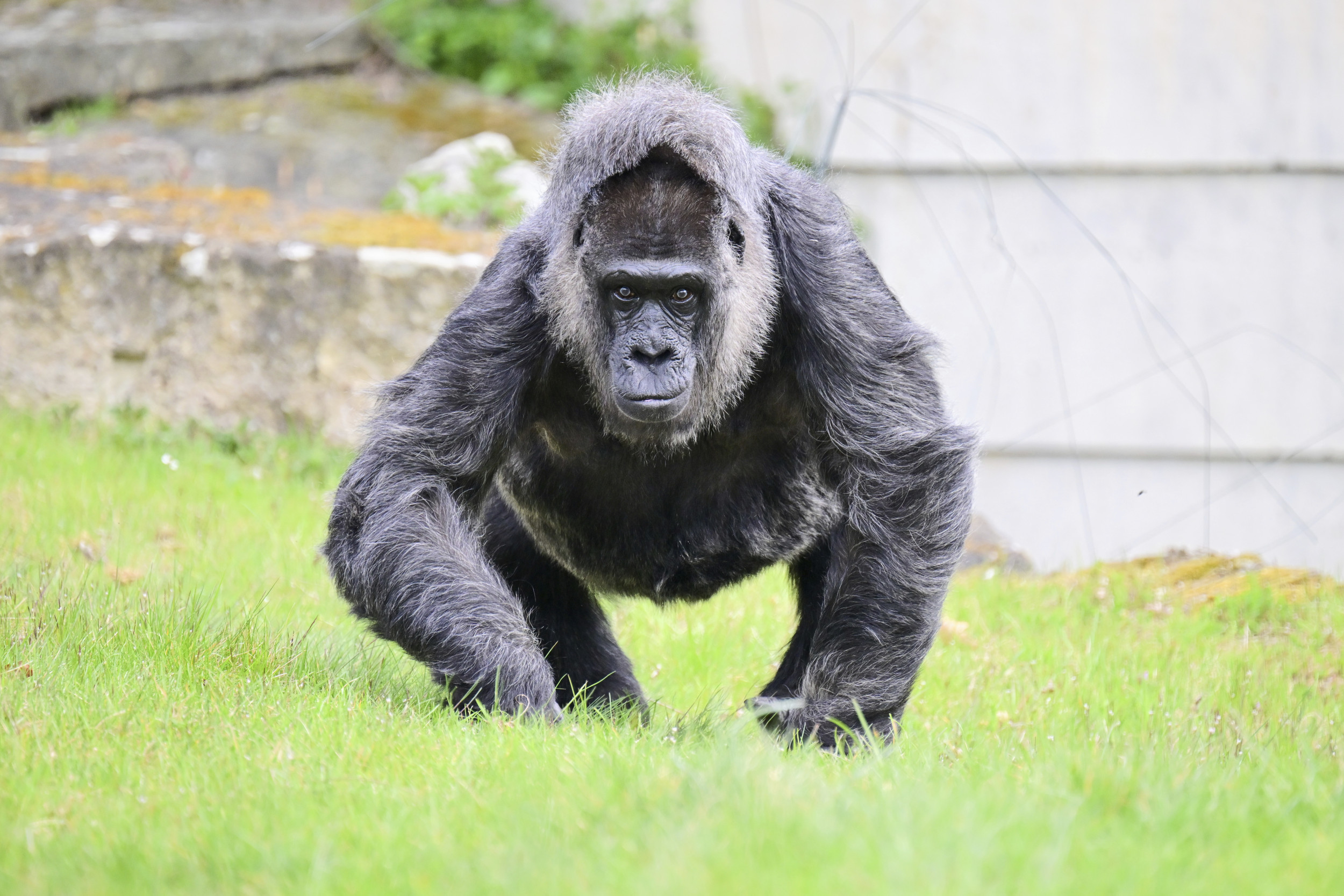 Could 100 Men Really Take on One Gorilla and Win? We Asked ChatGPT -  Newsweek, image size:2500x1667