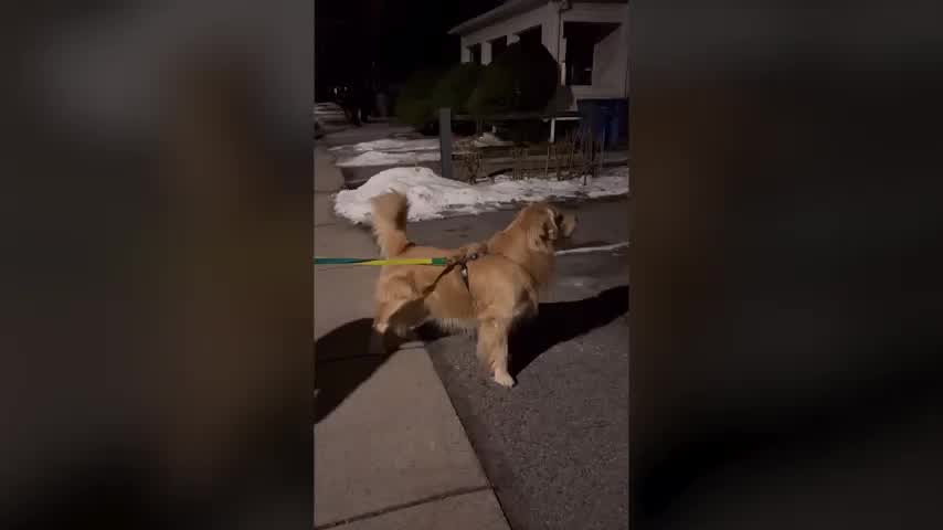 Strange Dog Behavior: Uncover Shocking Reasons Behind It