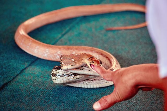 Man Injects Snake Venom 856 Times To Create ‘Universal Antivenom ...