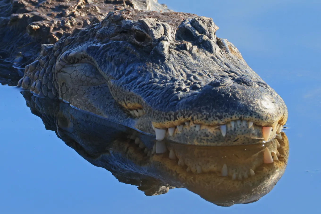 Woman Killed in Alligator Attack While Kayaking in Florida - Newsweek