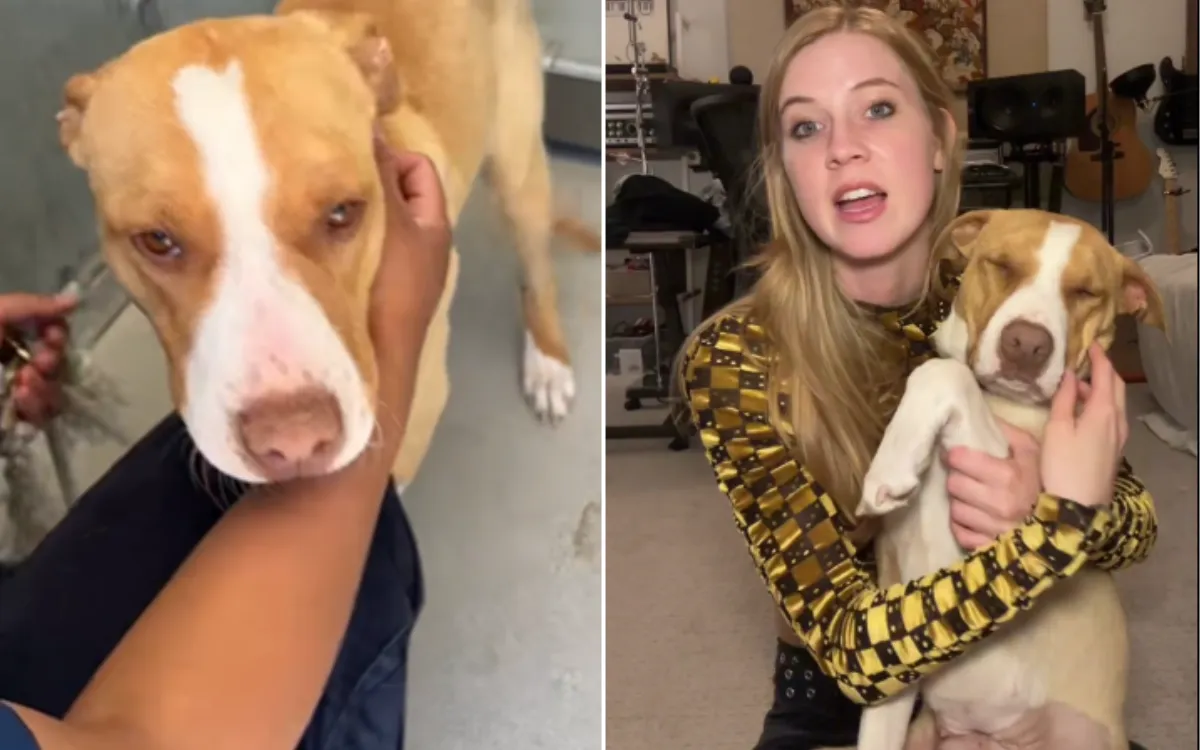 Woman Rescues Dog From Euthanasia—Can't Believe What She Does An Hour Later