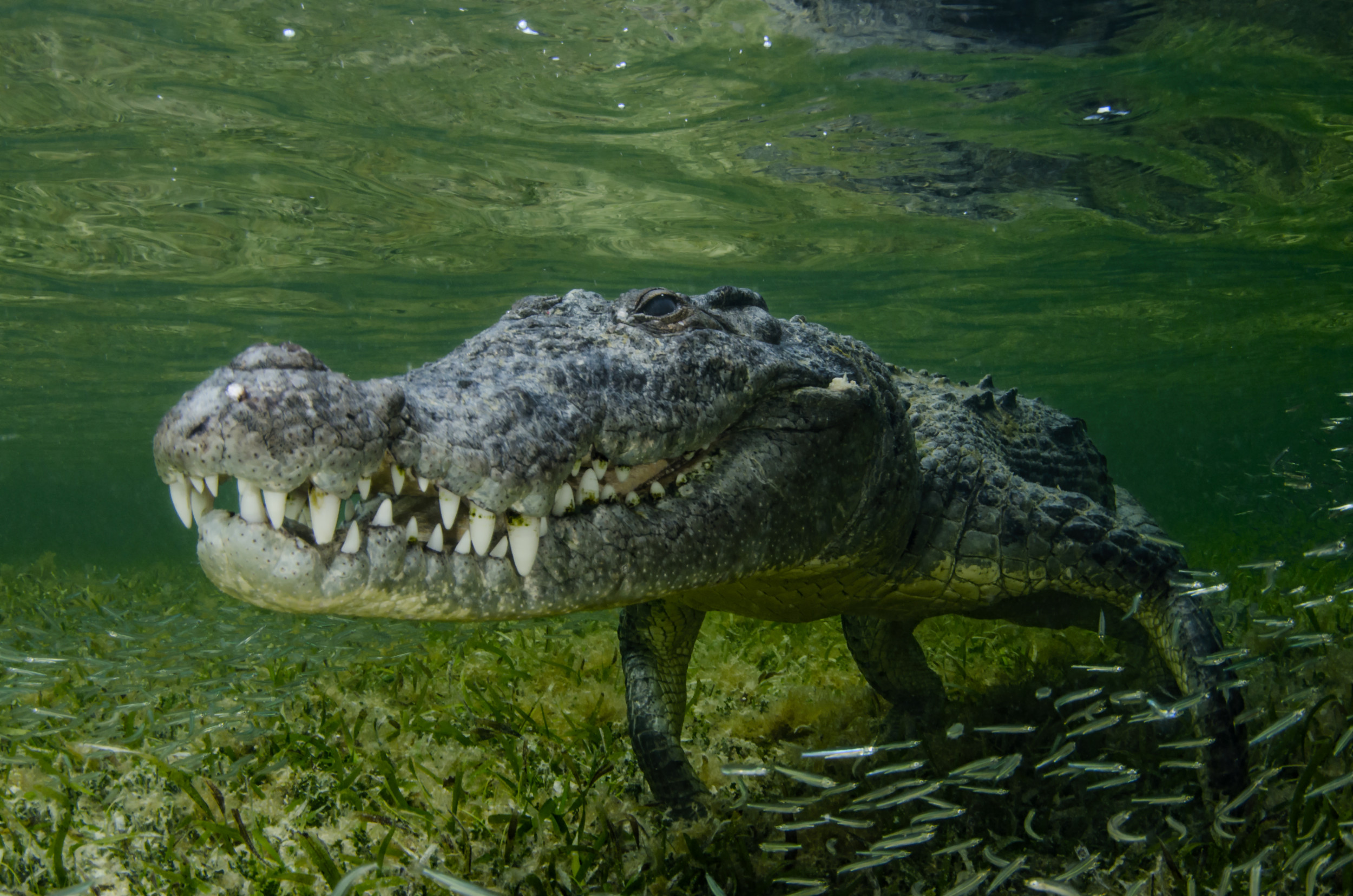 Biologists Reveal Two New Crocodile Species: 'Totally Unexpected