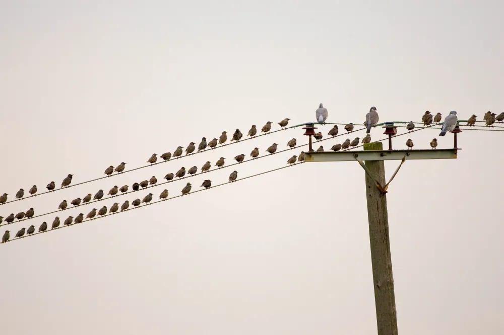 More Than 50 Birds Mysteriously ‘Explode’ in California - Newsweek