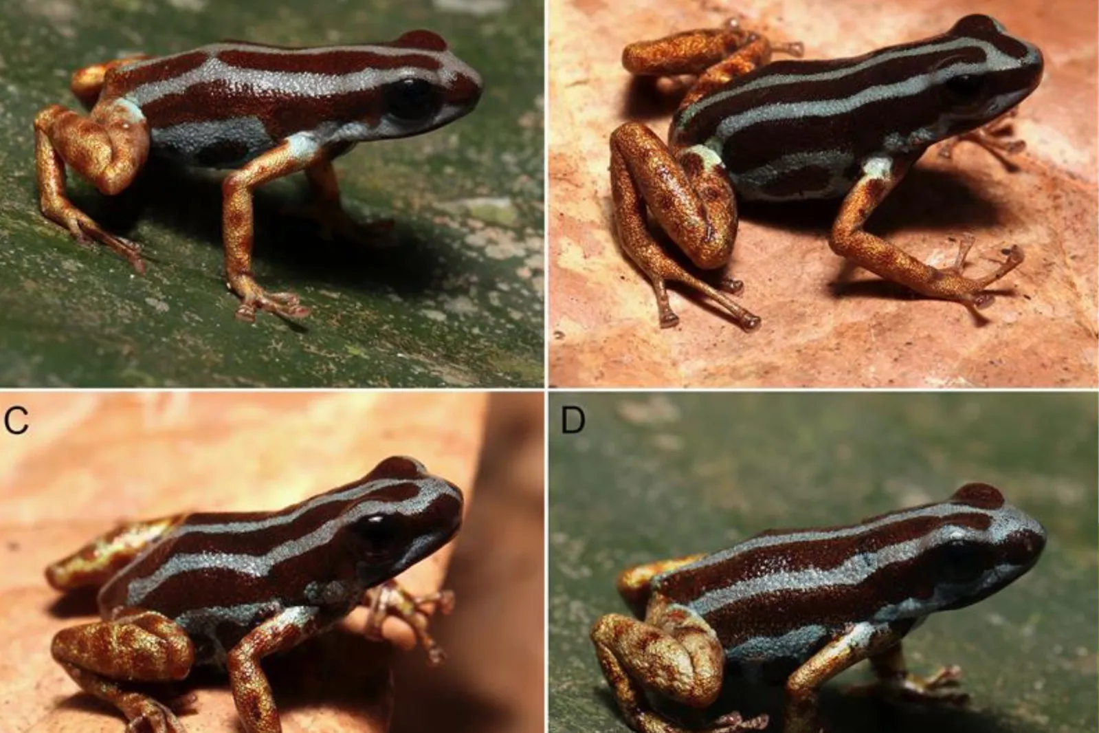 New Poison Dart Frog Species Discovered - Newsweek