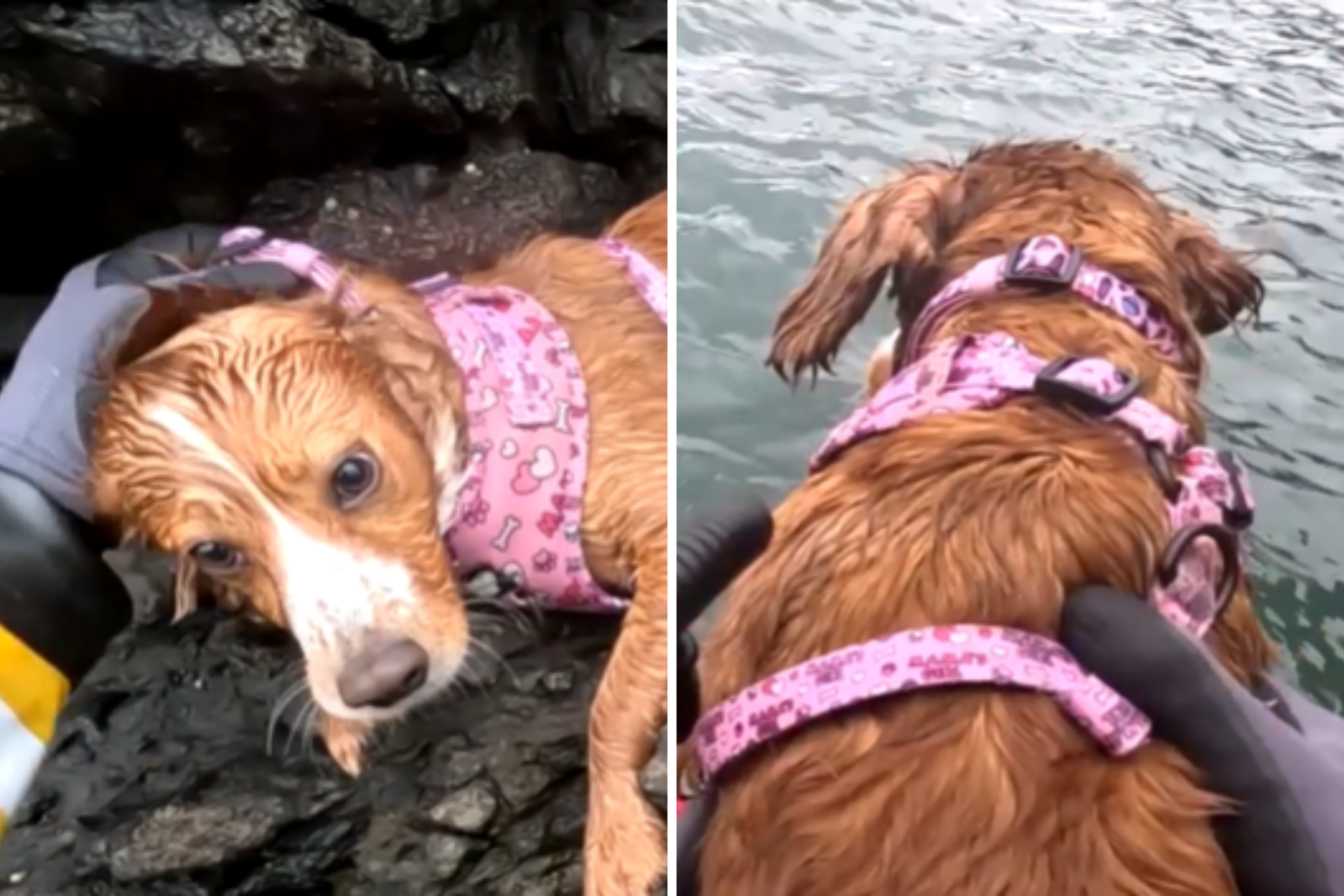 Stunning Moment Rescue Crew Save Dog Stuck on Cliff Edge: ‘Terrified ...