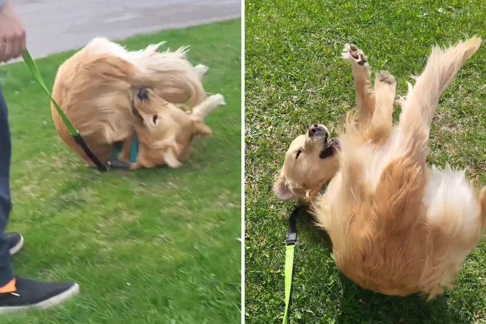 Golden Retriever’s Adorable Trick Goes Viral—but There’s a Twist - Newsweek