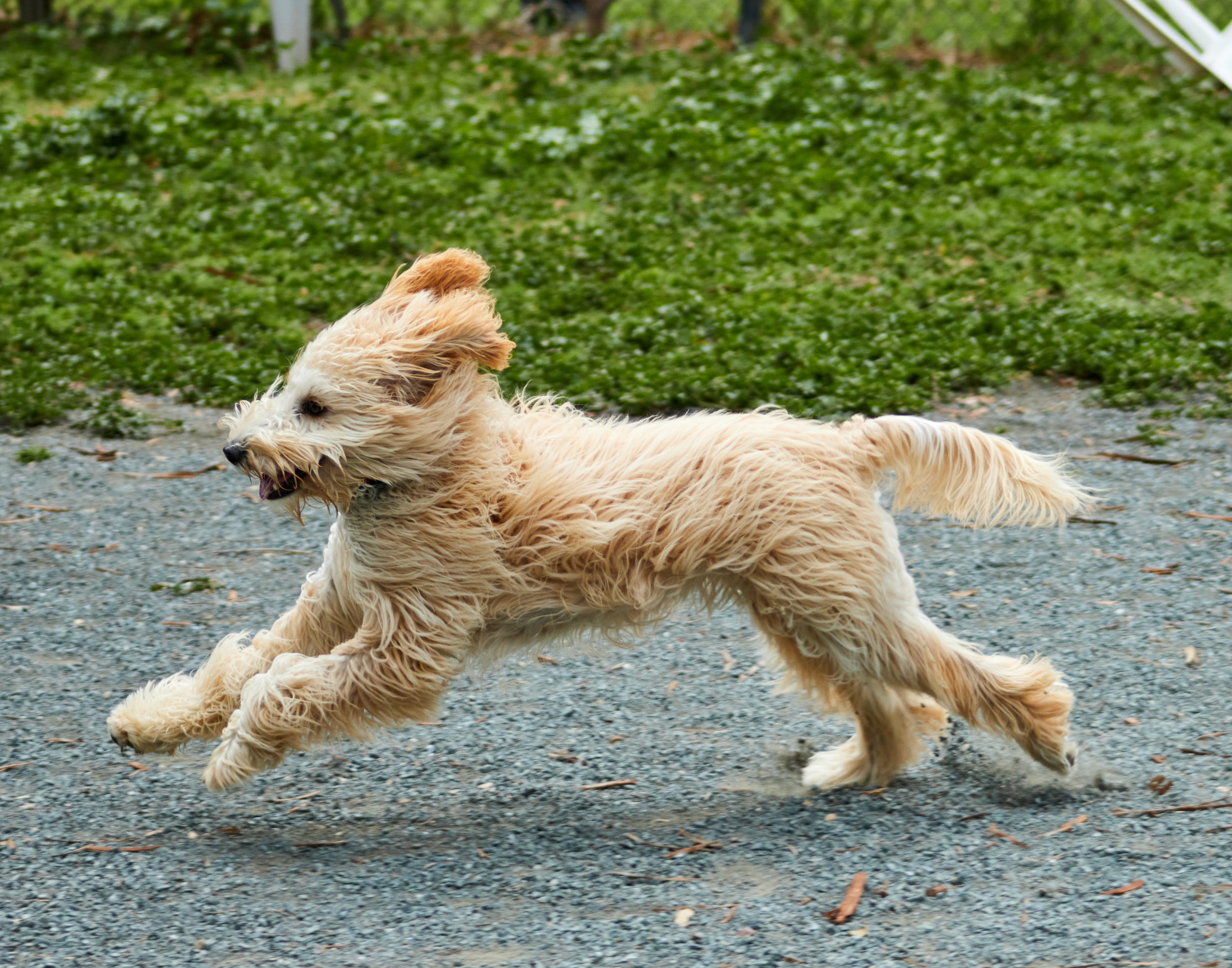2650782-dog-running.jpg?w=1600