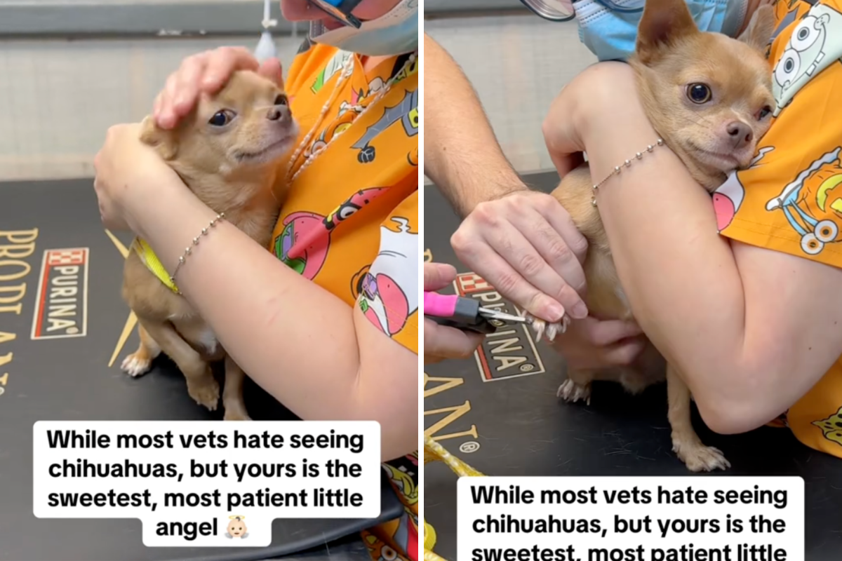 Chihuahua Dog Behavior: Understanding Their Unique Traits Fast