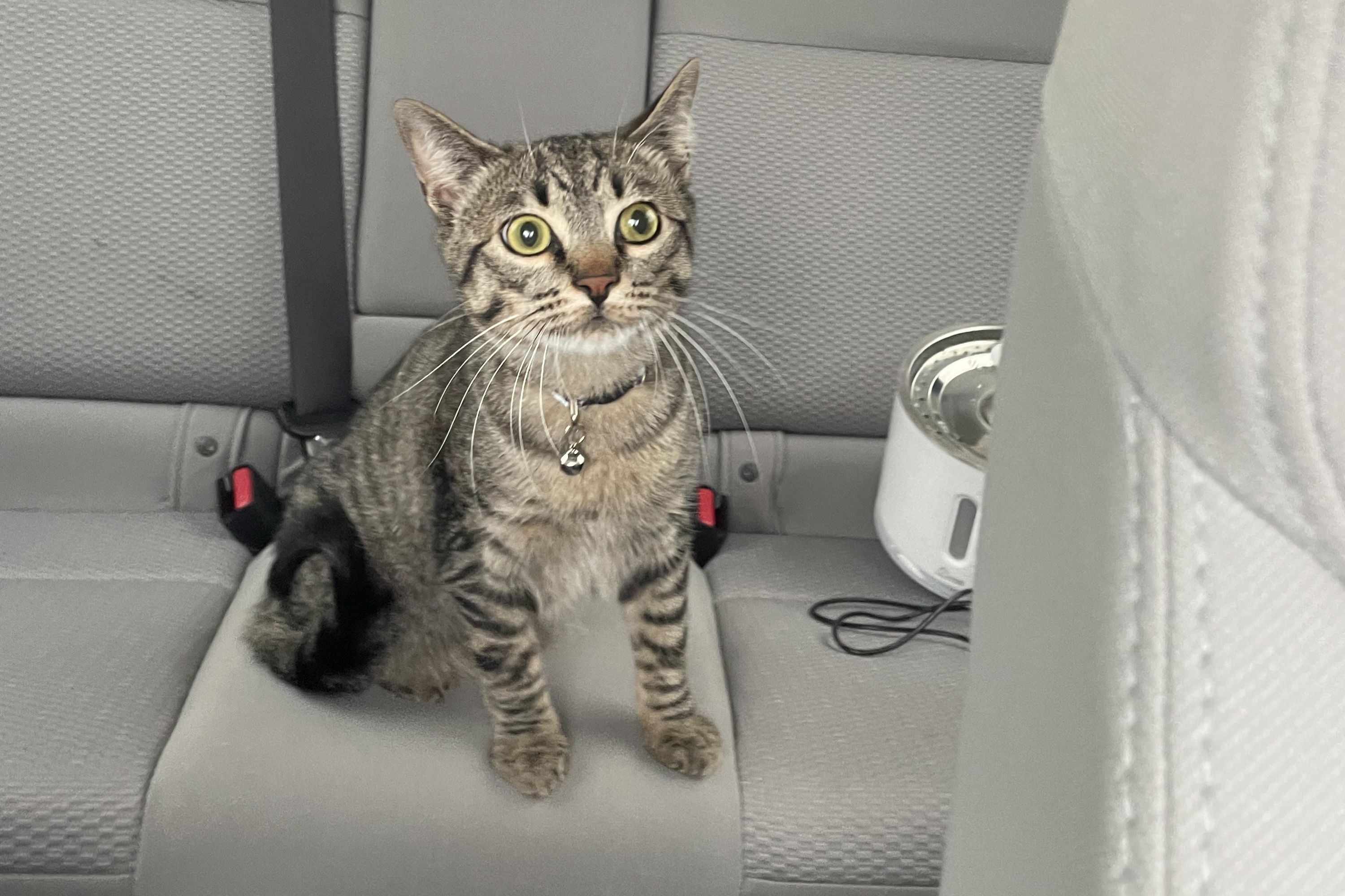 How to Travel With a Scared Cat: Expert Tips for Stress-Free Trips