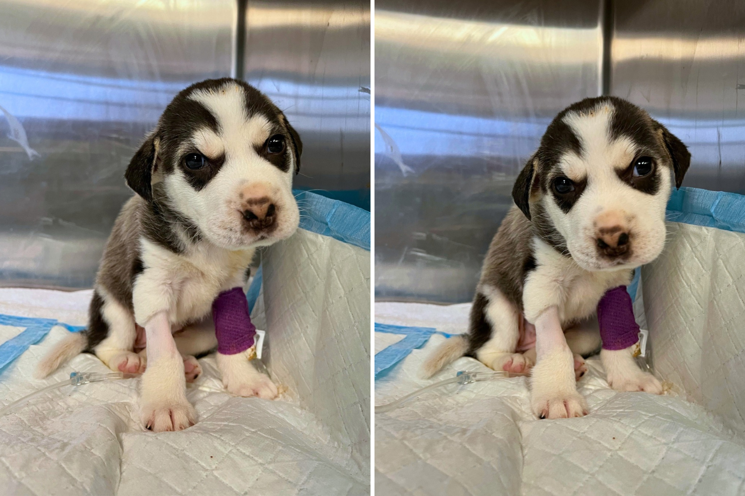 Anger As 4-Week-Old Husky Puppy Found in Trash Can 'Barely Hanging