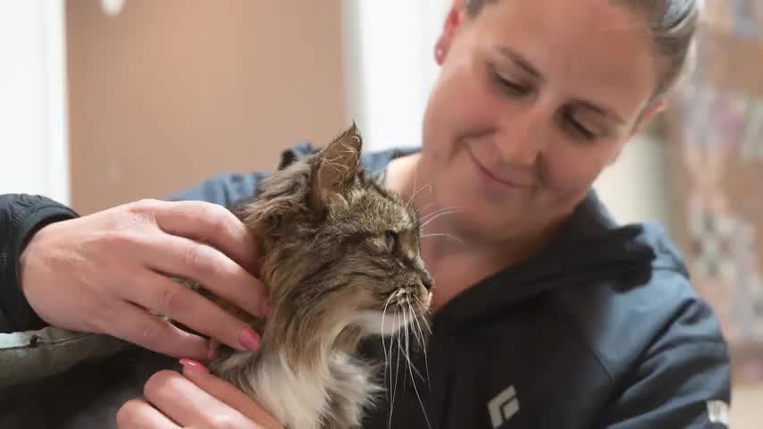 Cat Who Survived 400ft Fall Which Killed Owners Adopted by Rescue