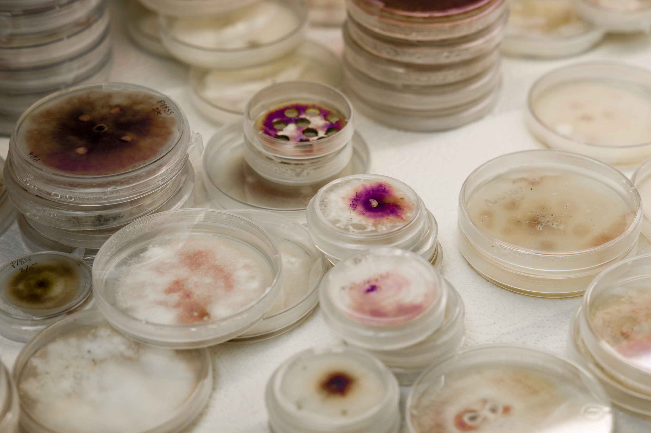 Fungus News & Latest Pictures From Newsweek.com