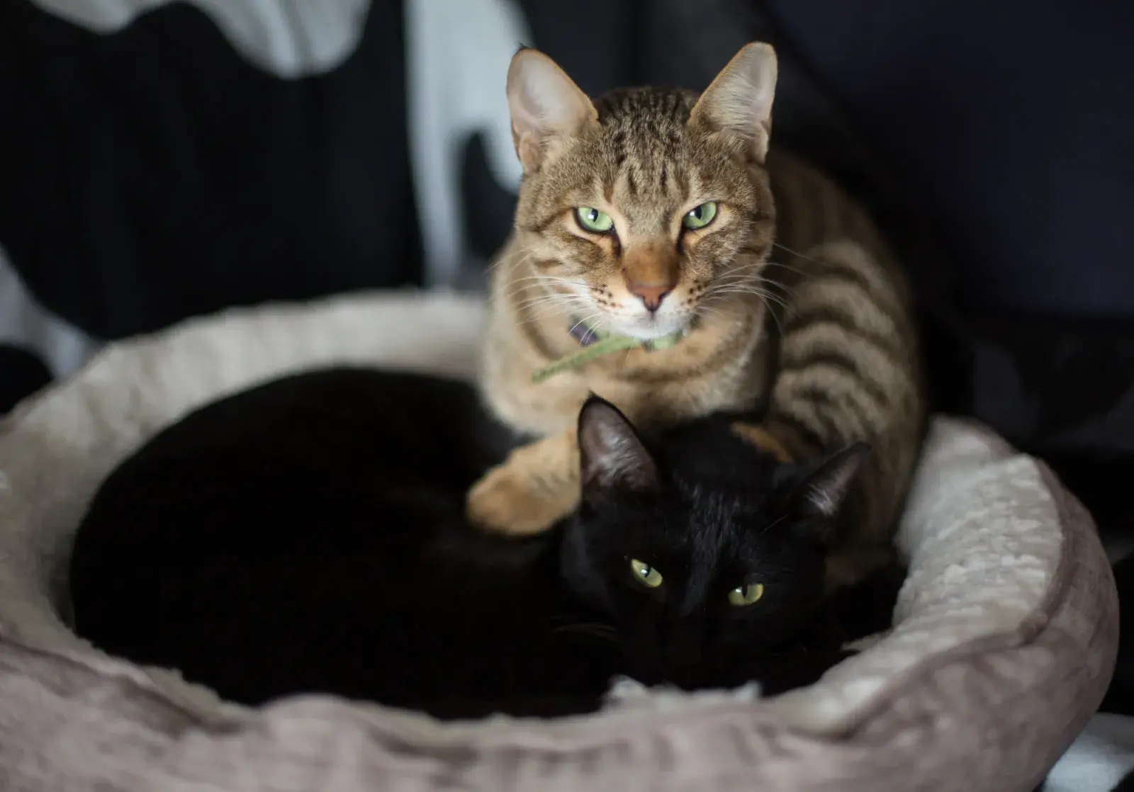 Woman Fosters a Cat Short-Term—Her Pet Instantly Decides He’s Not Leaving