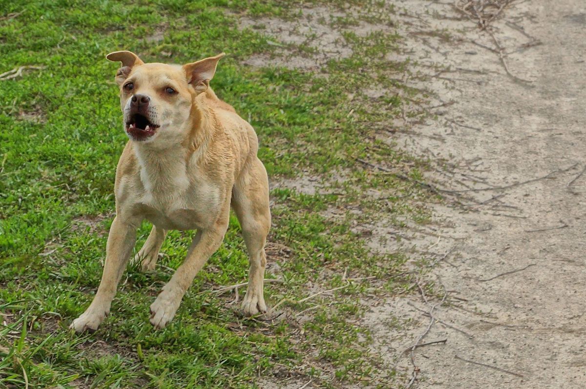 Reason small "evil" dog chases van delights internet