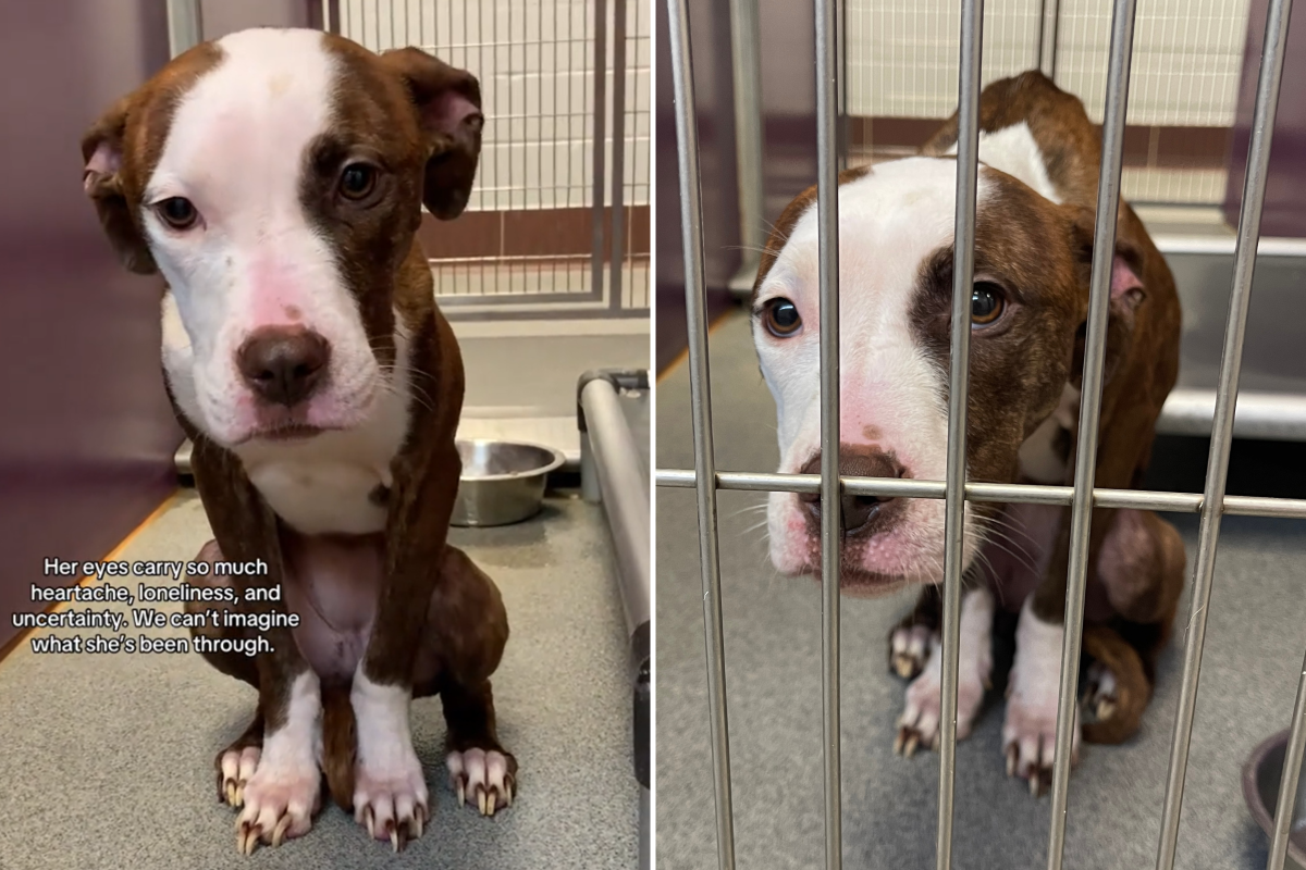 Dog Who Was Abandoned in a Shed and ‘Left For Dead’ Refuses to Give Up ...
