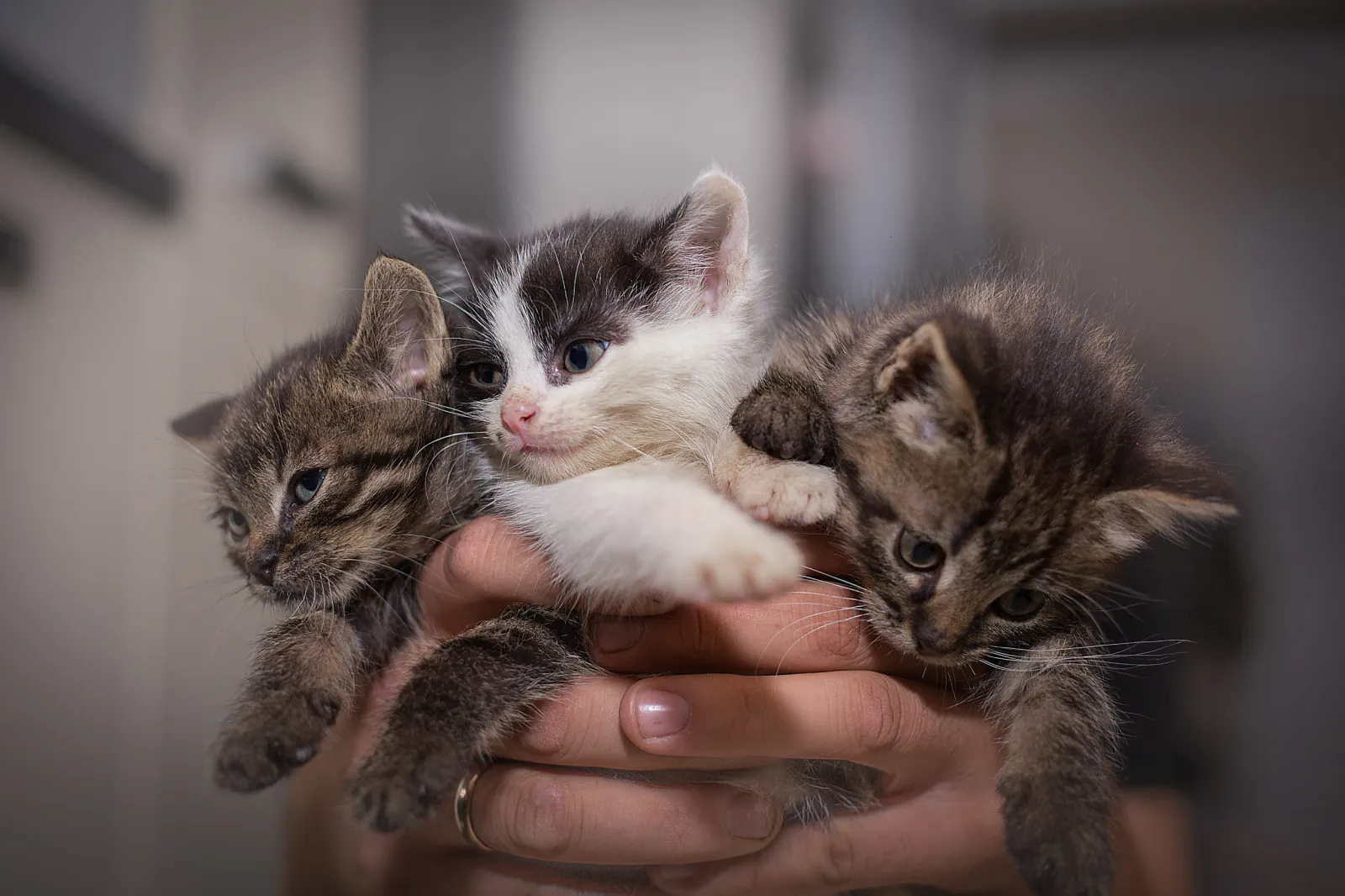 why do kittens have different coloring than their parents