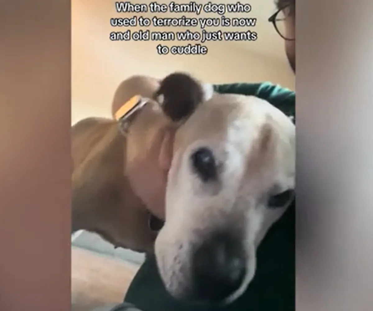 Dog’s Transformation Leaves Viewers in Tears—’He’s Always Been My Baby’