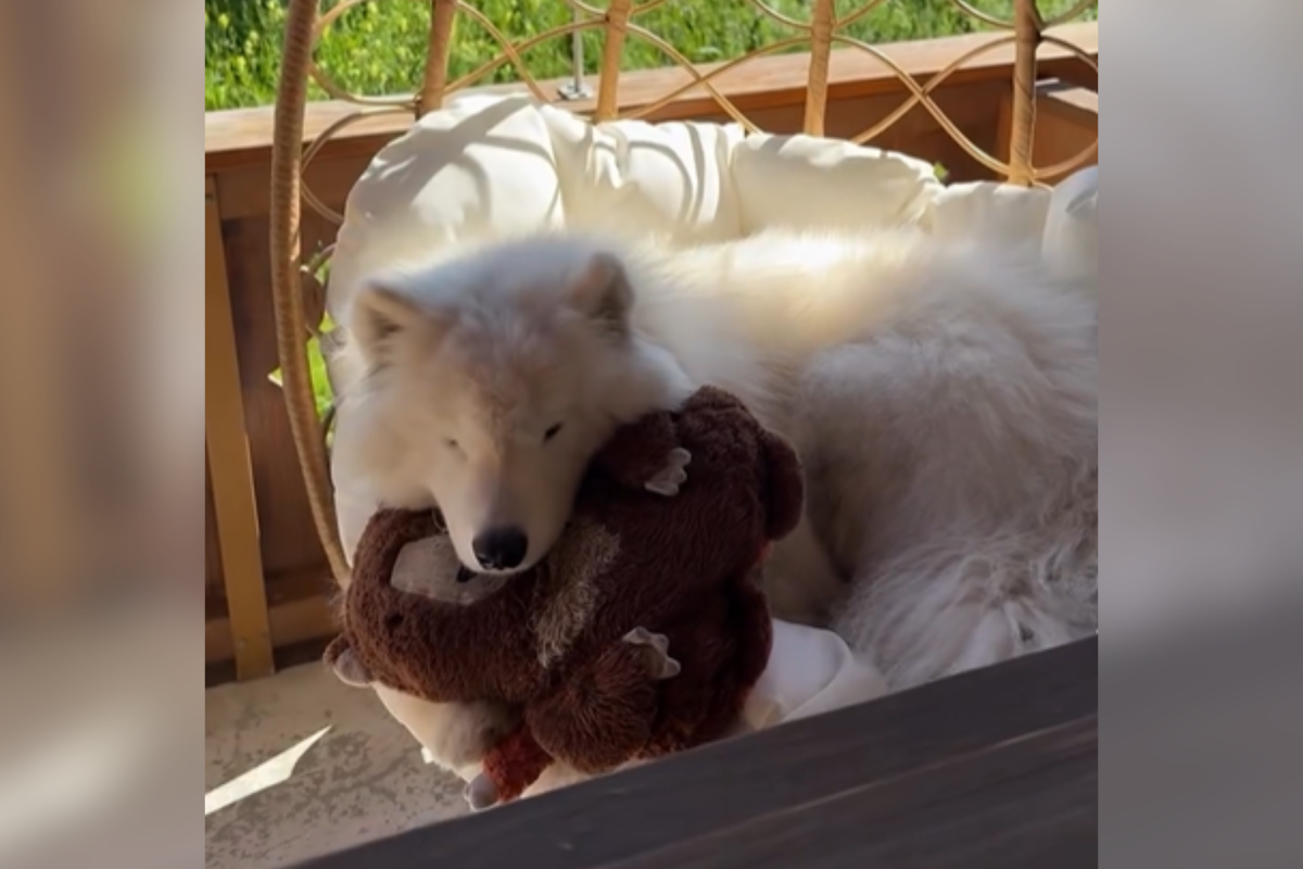 2665984-pup-cuddling-toy.png?w