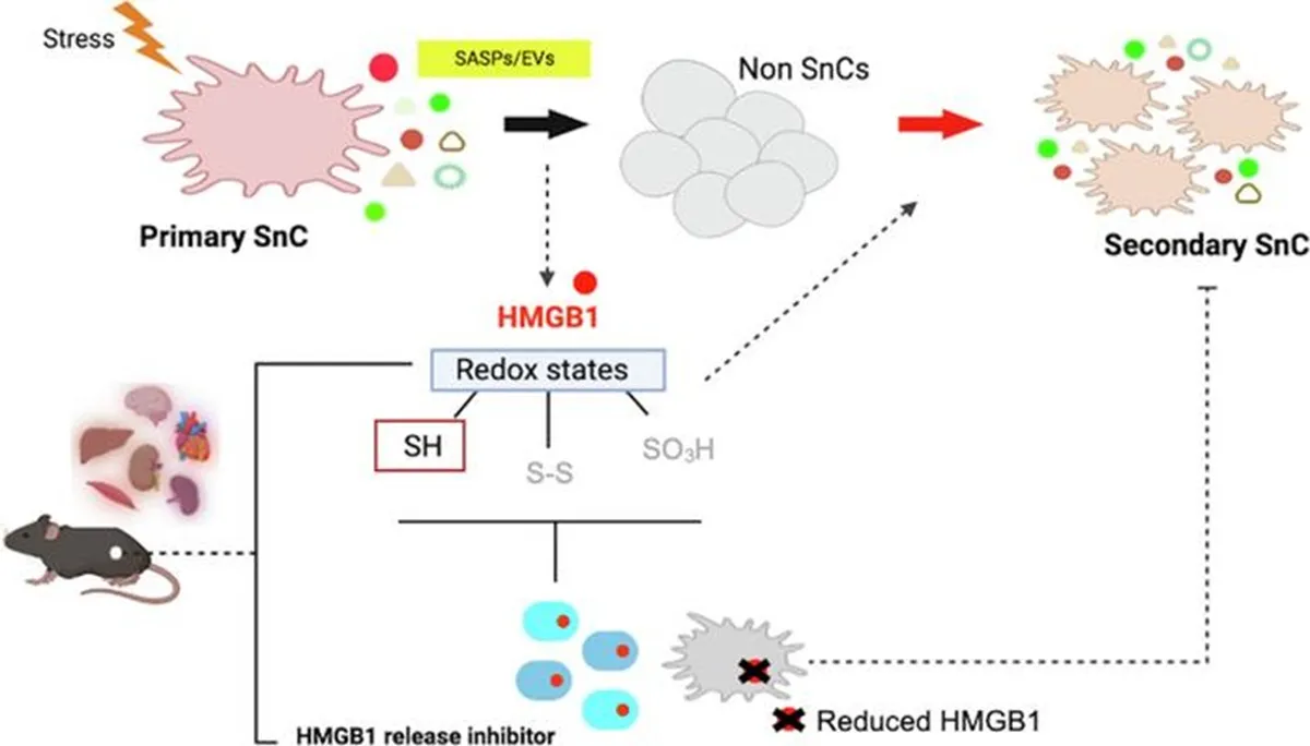 Way Aging Spreads Through Your Body Revealed