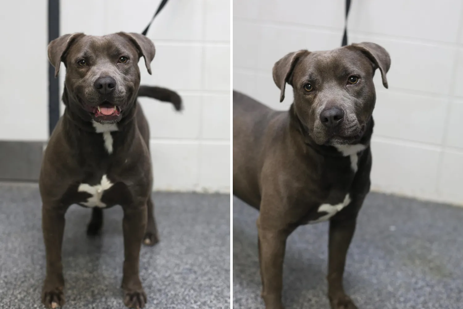 View of ‘Hearts Break a Little’ Over Face of Shelter Dog Waiting 7 Months for ...