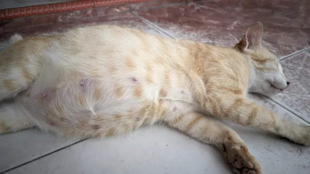 Image showcasing Pregnant Cat Gets Ready To Give Birth—Her Partner Won’t Leave Her Side ...
