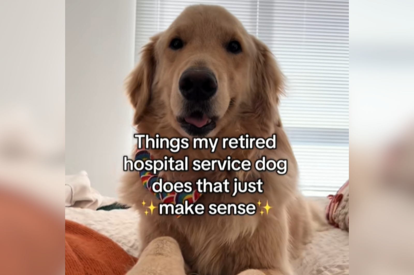 Hospital Dog Retires Due to Illness, Gets Adopted—Still Thinks He’s at Work, image size:1600x1066